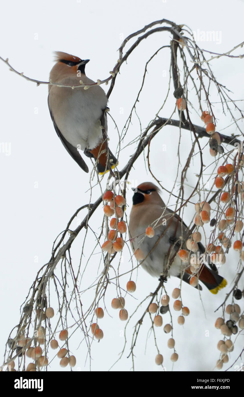 Stormo di uccelli in inverno svirestely sui rami mangiare frutta. (Bombycilla garrulus), (Elaeagnus commutata) . Foto Stock