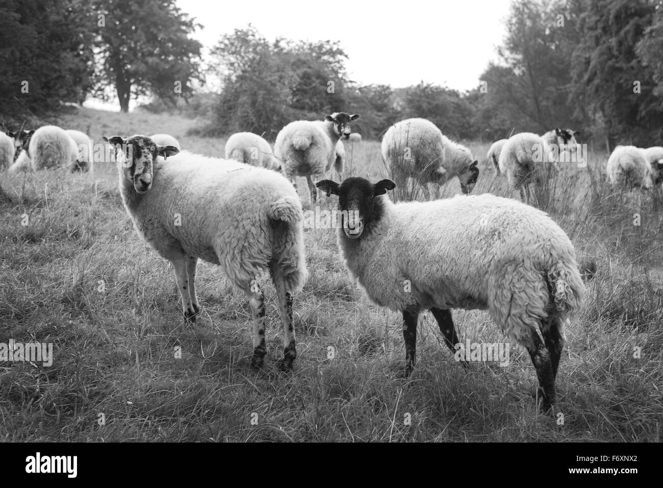 Pecora in piedi sul pendio di una collina, Inghilterra Foto Stock