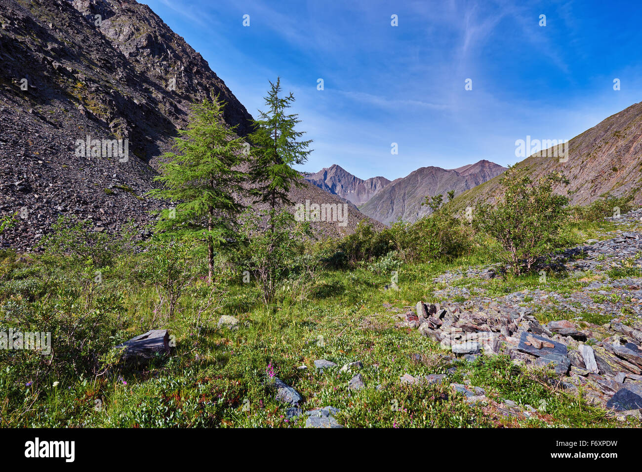 Due giovani larice (Larix sibirica) montagne della Siberia Orientale. Sayan montagne.La Repubblica di Buryatia Foto Stock
