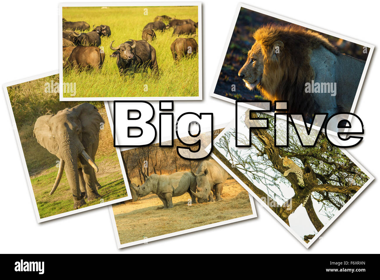 African cinque grandi Foto Stock