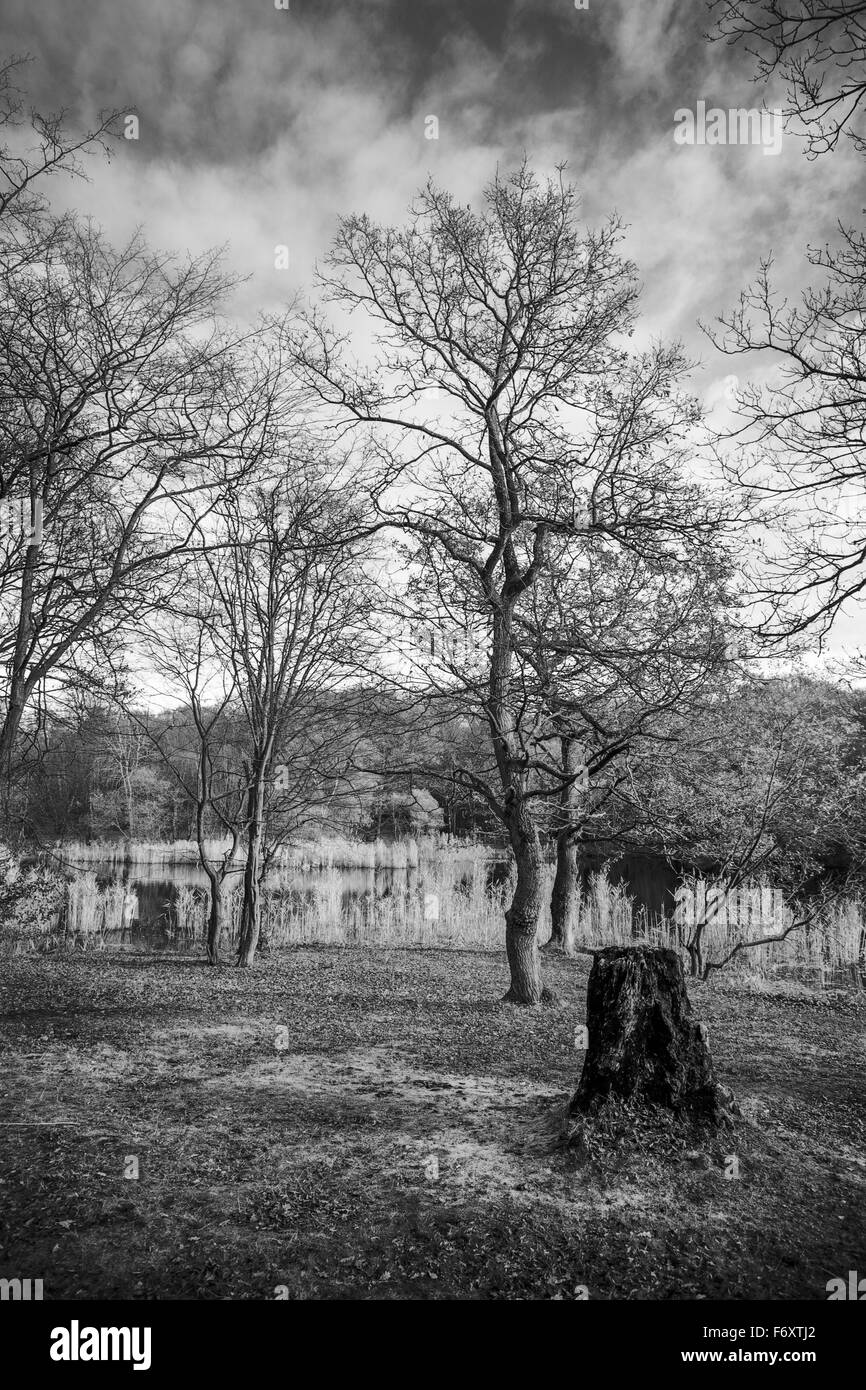 Paesaggio di albero con un cielo nuvoloso Foto Stock