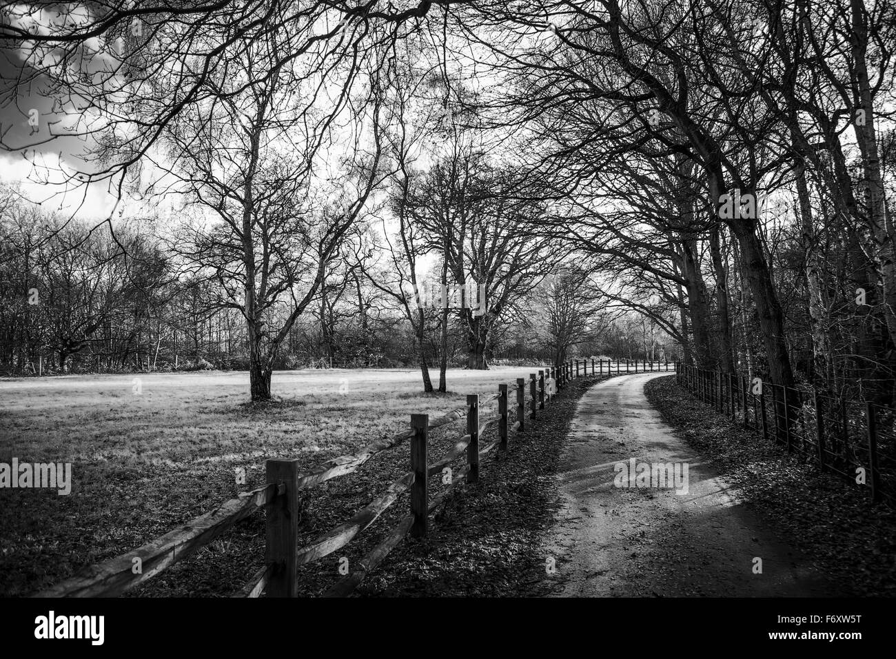 Scenic colpo di stretta strada lungo una linea di albero foresta lussureggiante e verde nei campi Foto Stock