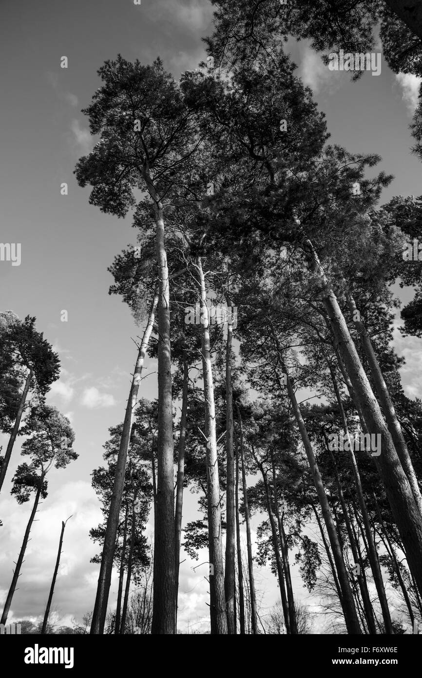 Ampio angolo di visione di alberi con blue sk Foto Stock