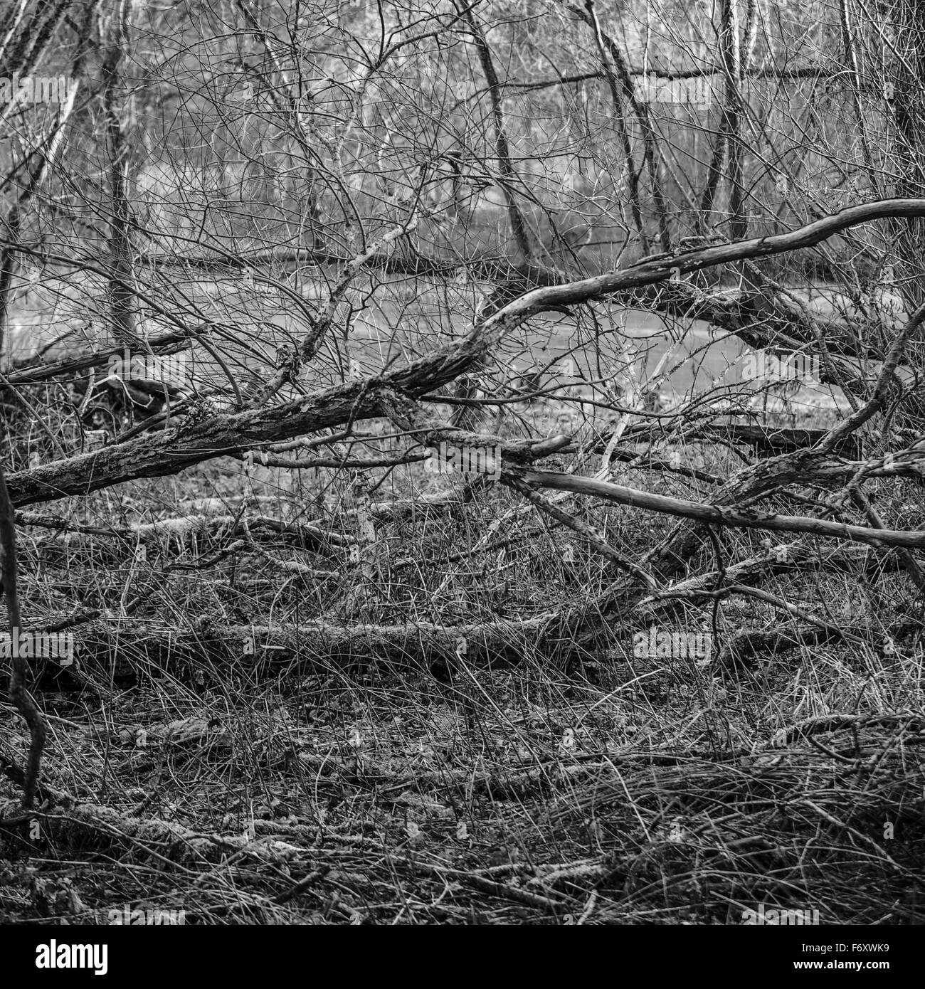 I rami di un albero in un giorno di autunno Foto Stock