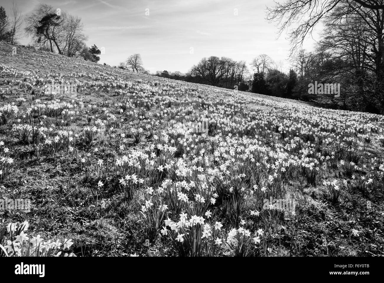 Grandi campi daffodil boschi in Essex, Inghilterra, i primi segni di primavera è in arrivo Foto Stock