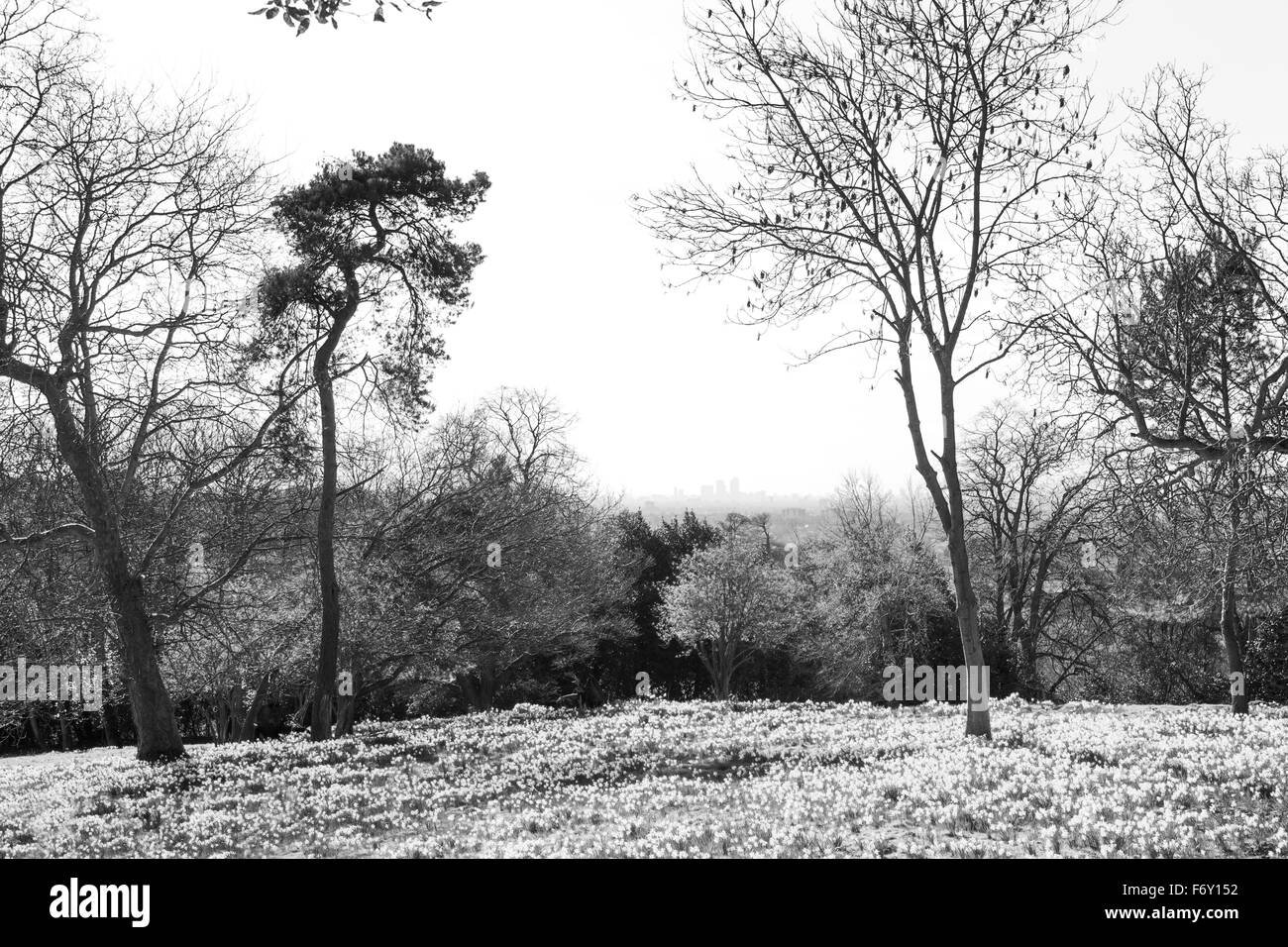 Grandi campi daffodil boschi in Essex, Inghilterra London canary wharf può essere visto nel lontano attraverso gli alberi Foto Stock