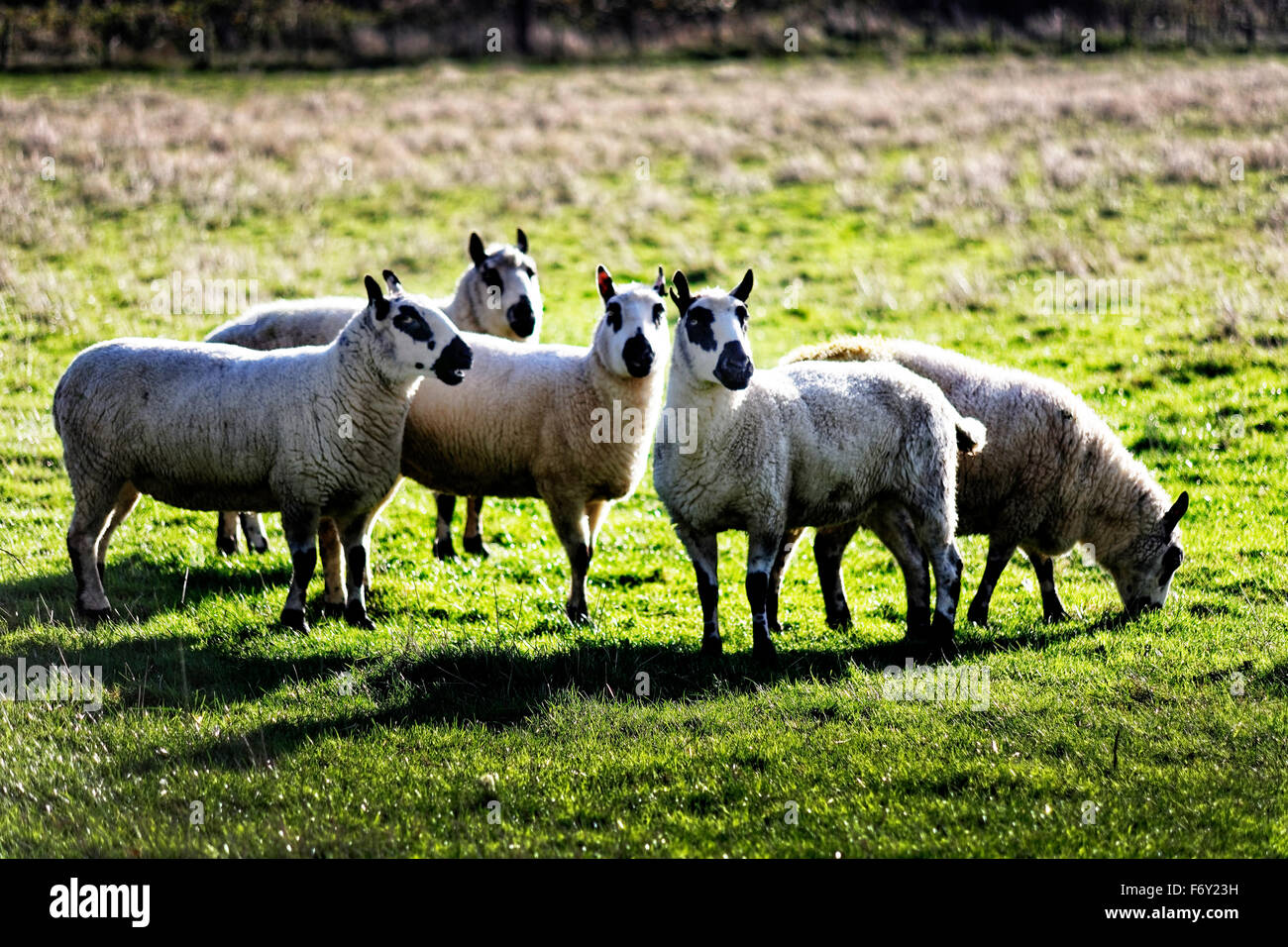 Curioso pecore nei pressi di Herefordshire villaggio di Avenbury. Essi hanno gli occhi neri, nero orecchie e bocca di nero. Foto Stock
