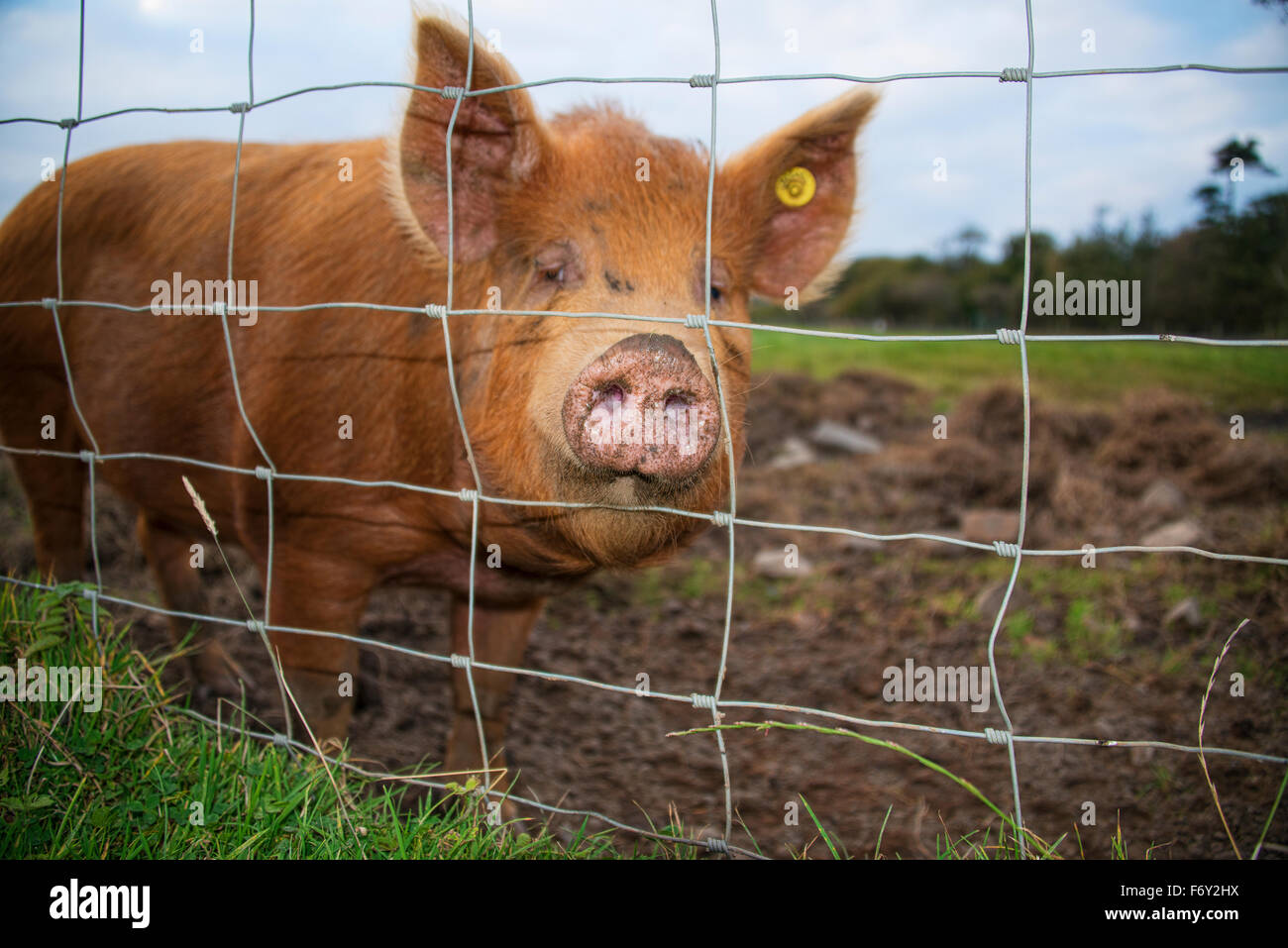 Razza rara Tamworth Pig Foto Stock