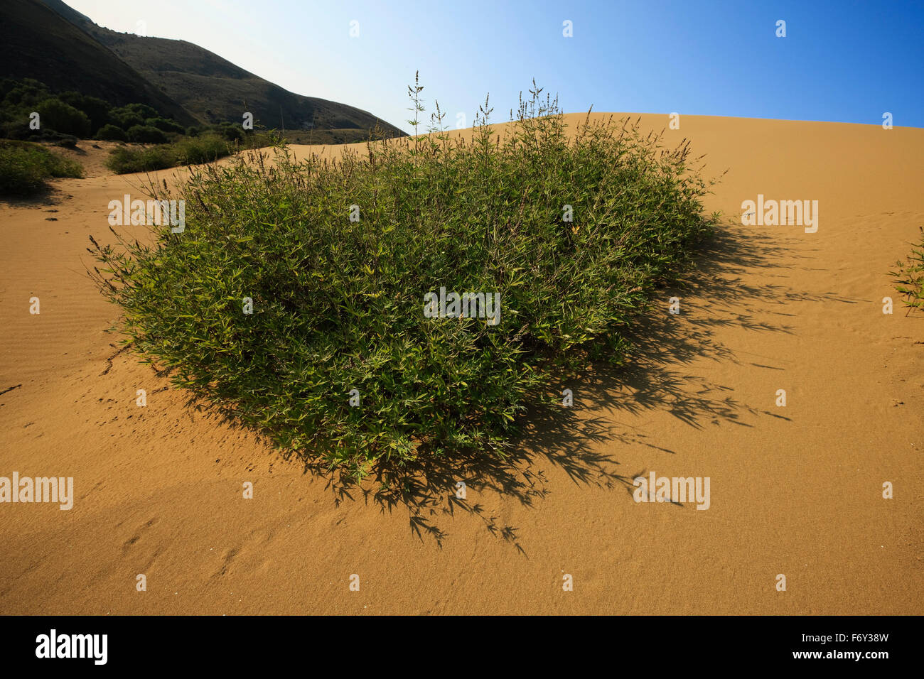 Vegetazione sp. Vitex agnus-castus o albero casto nelle dune di sabbia di Gomati. Villaggio Katalako, Lemnos o Limnos Island, Grecia Foto Stock