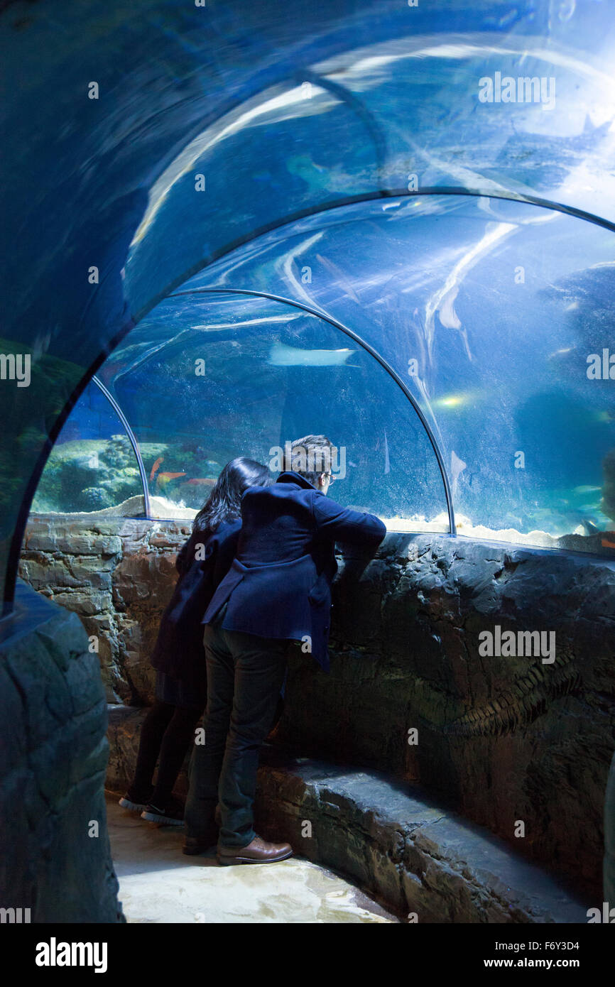 Tunnel sottomarino presso il London Sea Life Aquarium, Londra, Inghilterra Foto Stock