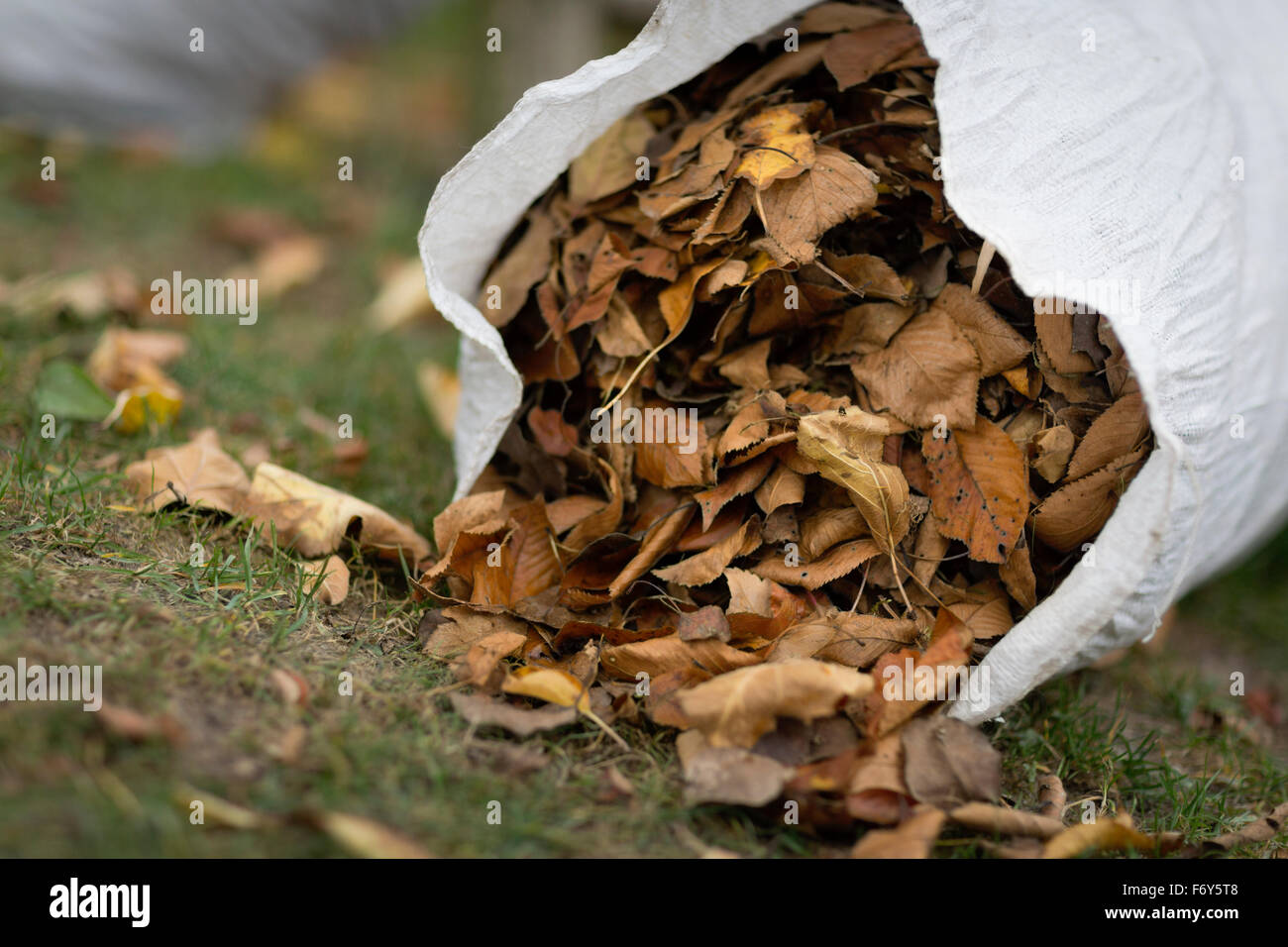 Borsa piena di estratto secco di foglie di autunno Foto Stock