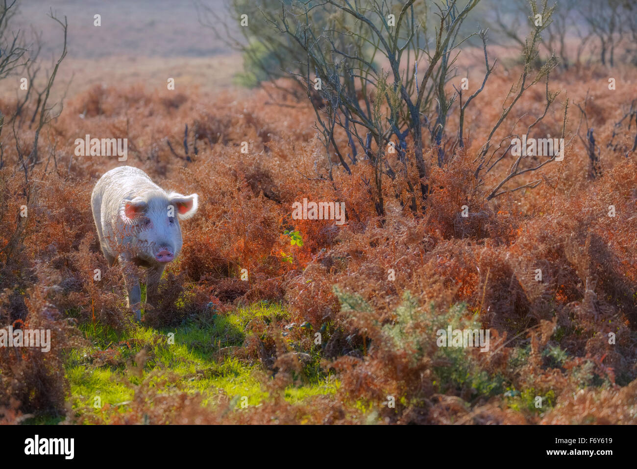 Un maiale selvatico nella nuova foresta, Hampshire, Inghilterra, Regno Unito Foto Stock