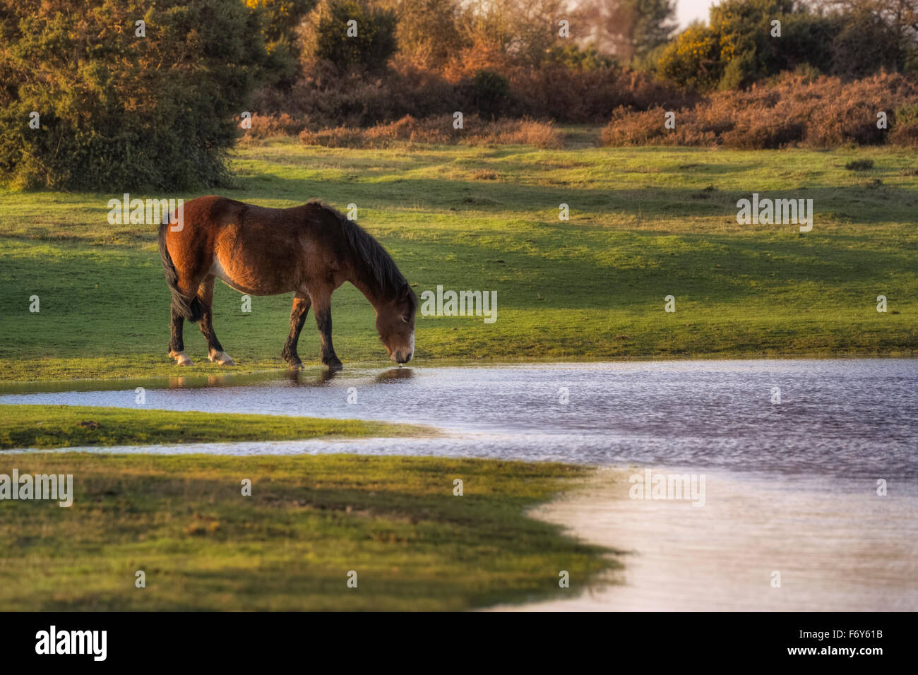 Un selvaggio New Forest pony di bere al di fuori di un laghetto vicino a Lyndhurst, Hampshire, Inghilterra, Regno Unito Foto Stock