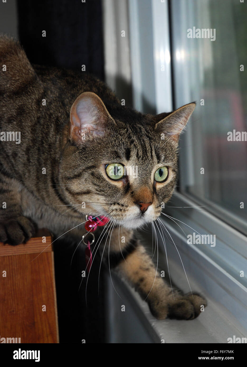 Alert stalking tabby cat nella finestra Foto Stock