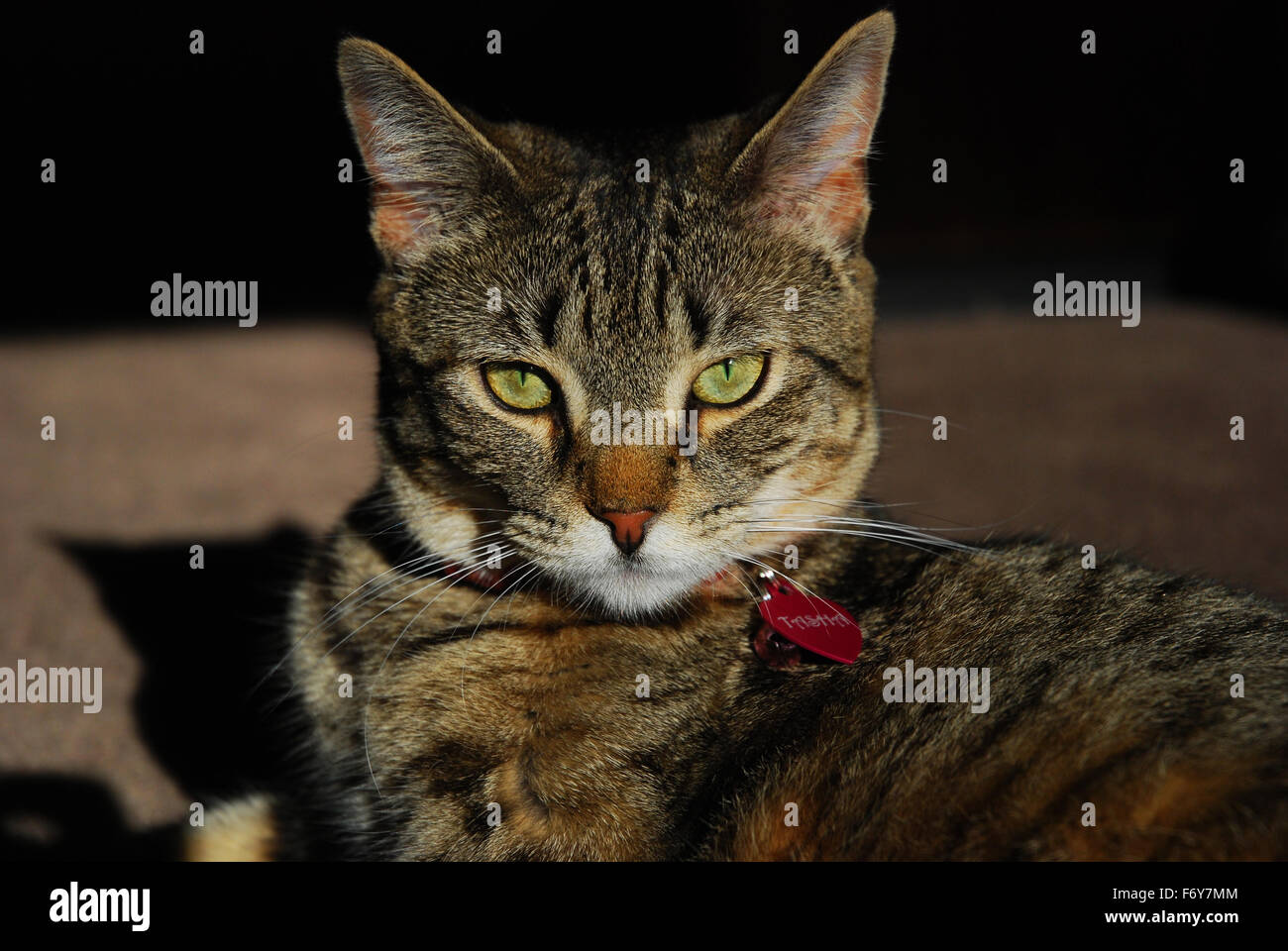 Bella tabby cat rilassante Foto Stock