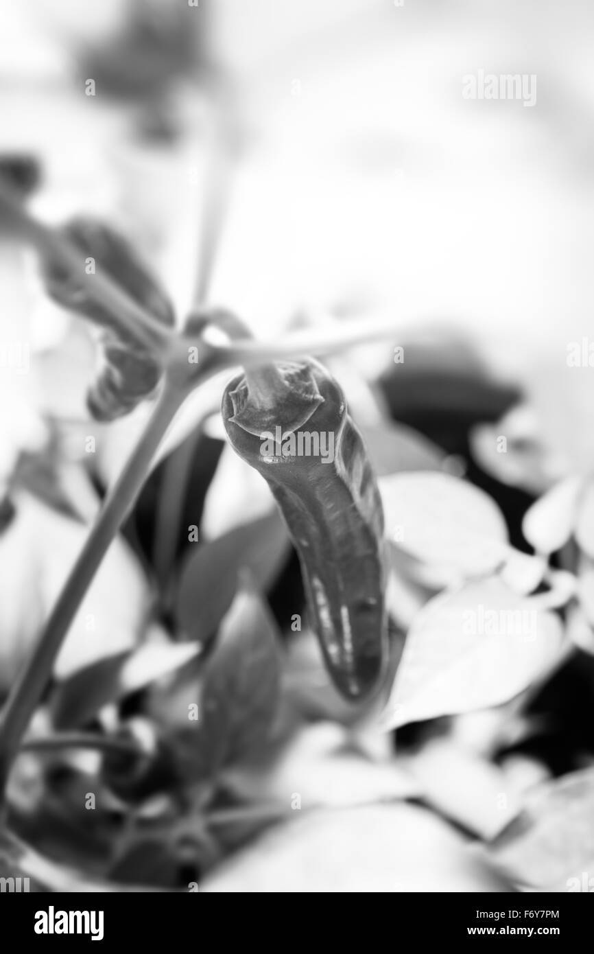 Close up dettaglio shot di crescere il tuo peperoncino in una piccola casa verde Foto Stock