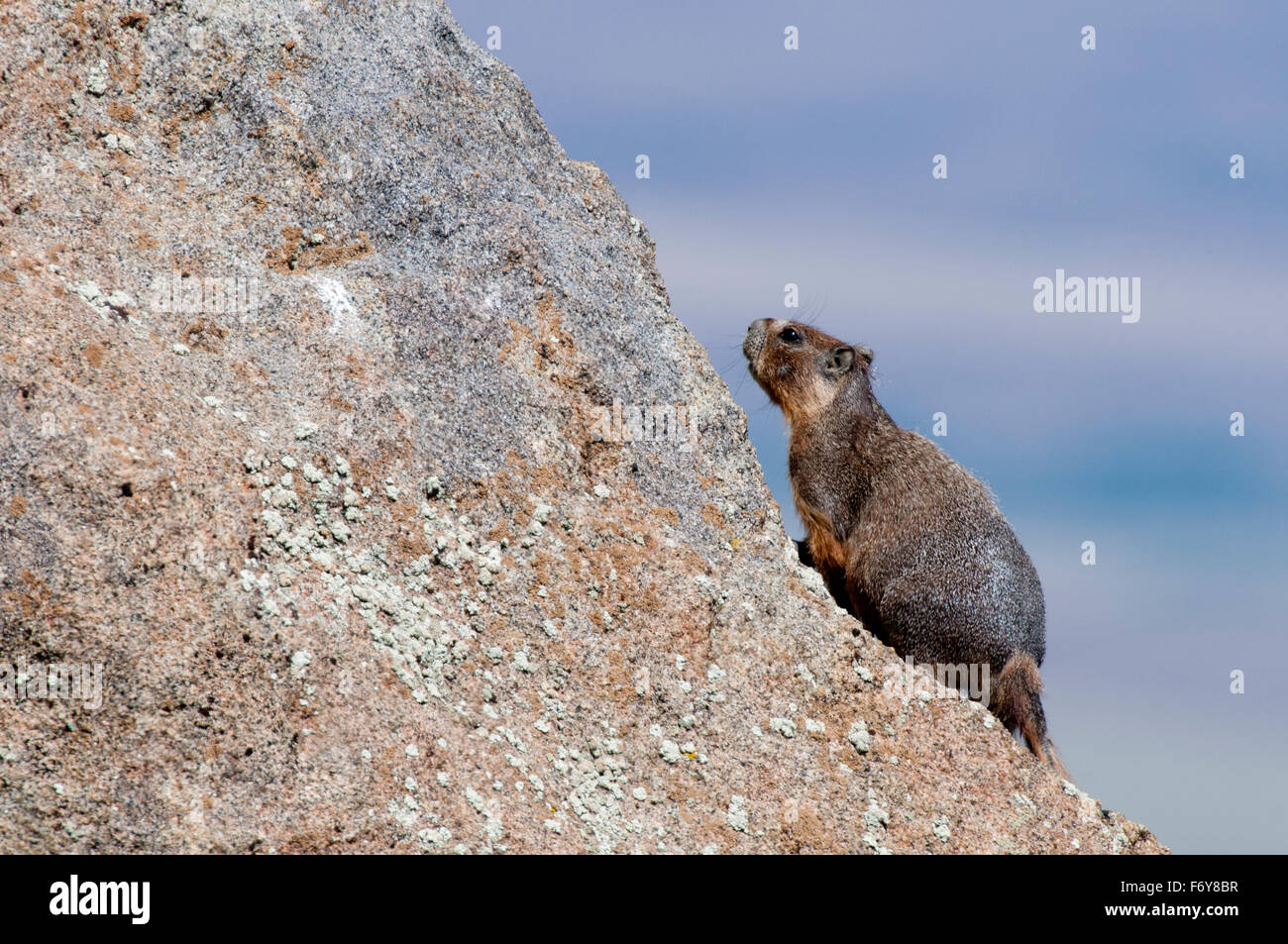 Marmotta di ventre giallo arrampicata boulder in granito in Owyhee County, Idaho Foto Stock