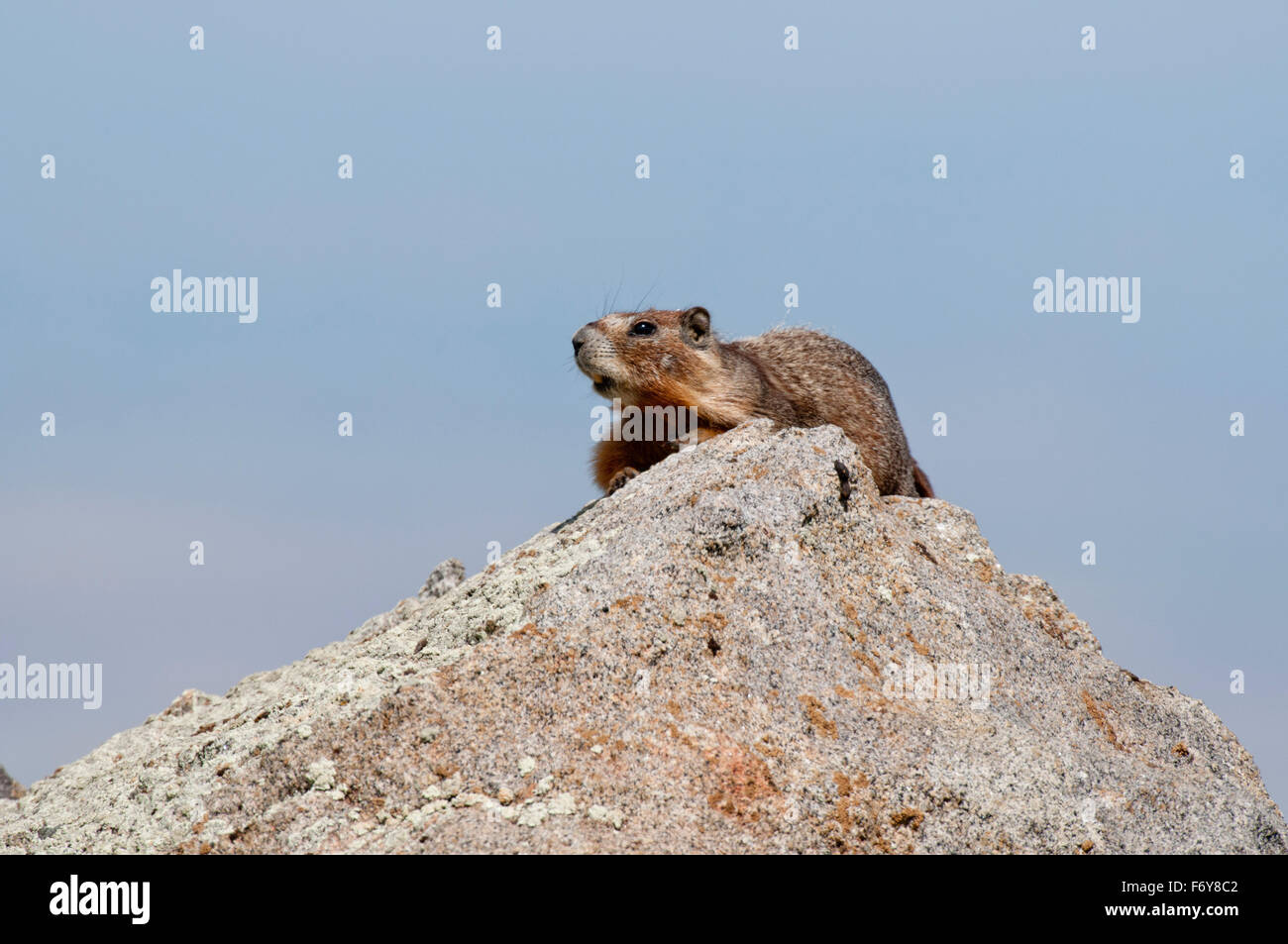 Marmotta di ventre giallo (Petromarmota flaviventris) sulla parte superiore del masso di granito in Owyhee County, Idaho Foto Stock