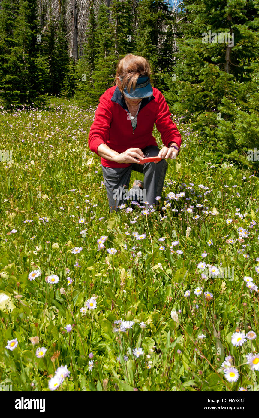 La donna nel Payette National Forest, Idaho, fotografare fiori selvaggi con il suo cellulare (MR) Foto Stock