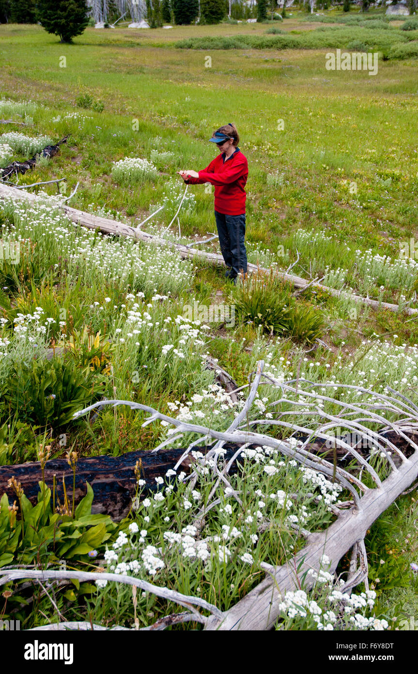 Donna sul sentiero in Payette National Forest, Idaho, fotografare fiori selvaggi con il suo cellulare (MR n. 01-1915) Foto Stock
