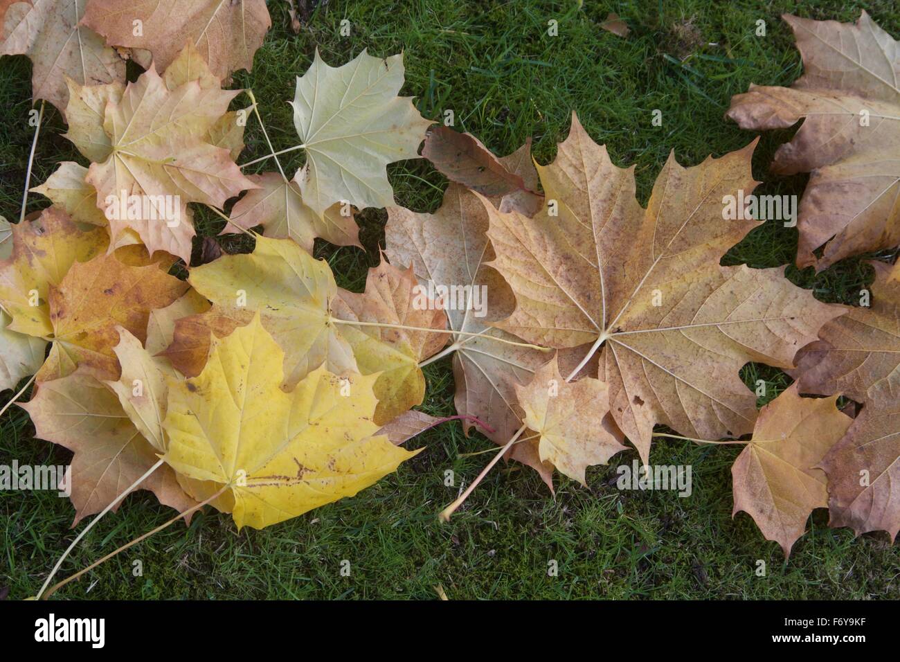 Caduta foglie di erba in autunno Foto Stock