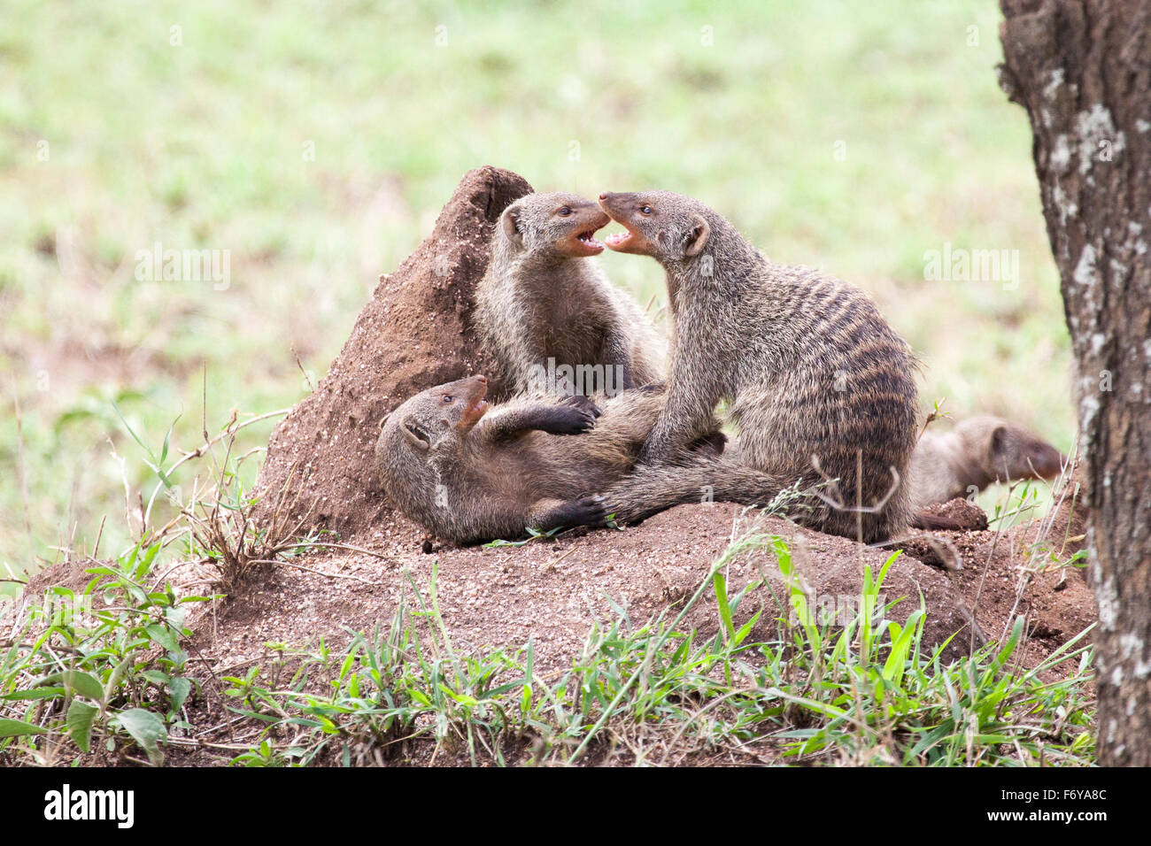 Nastrare mongooses combattere su un tumulo termite nel Parco Nazionale del Serengeti, Tanzania Africa orientale Foto Stock