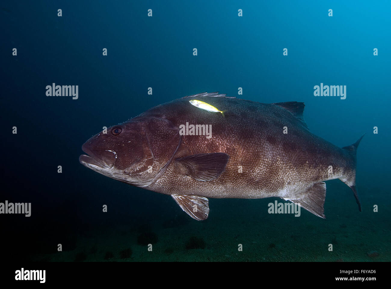 Il gigante di pesce Black Sea Bass e sardine sott'acqua Foto Stock