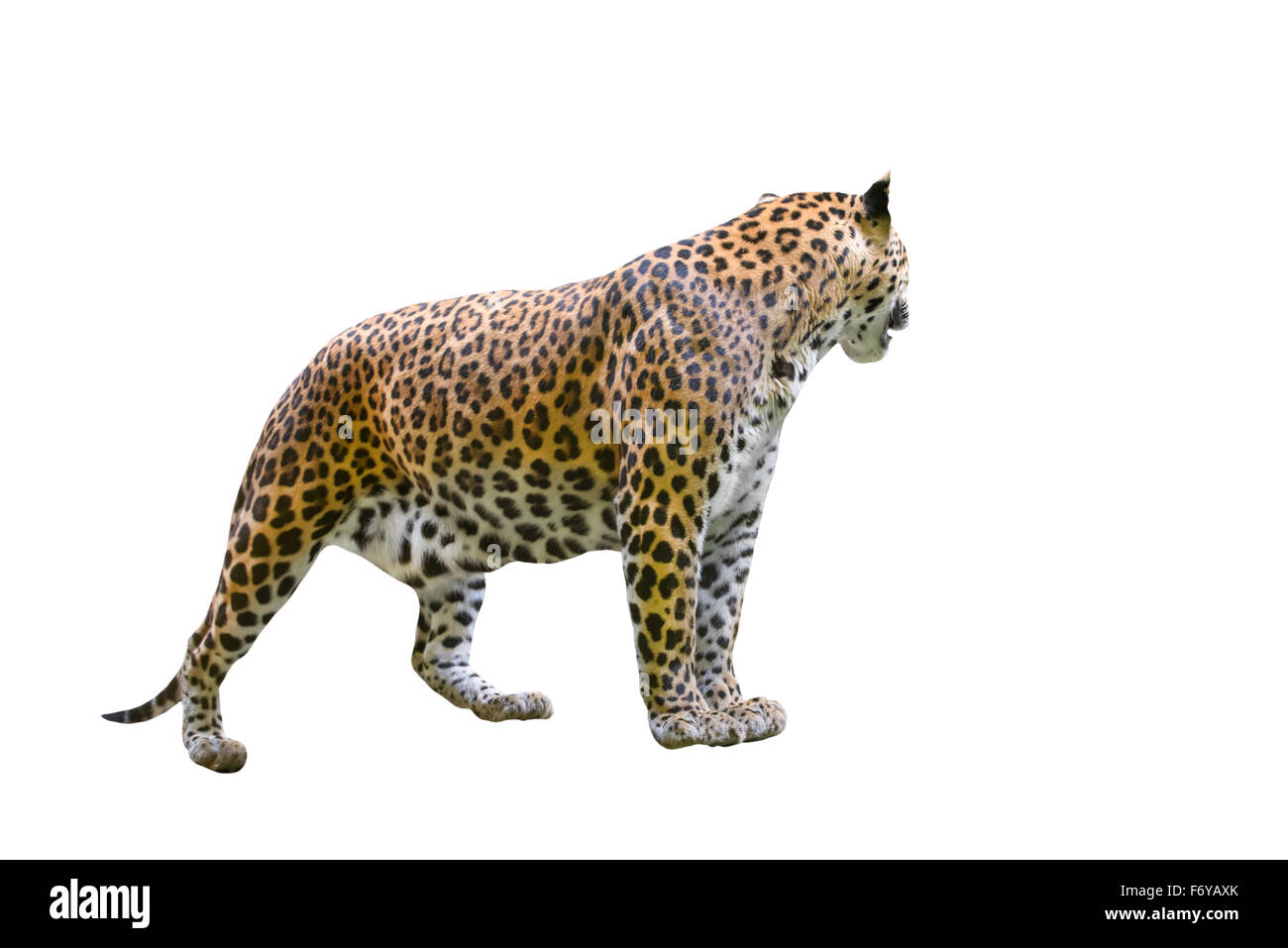 Leopard ( Panthera pardus ) isolati su sfondo bianco Foto Stock