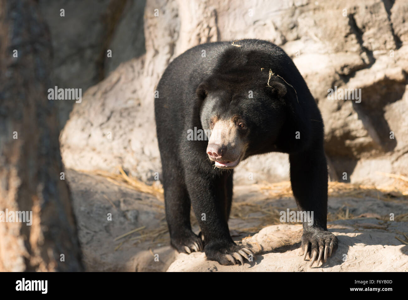 Sunbear: la malese o honey bear ( Helarctos malayanus ) Foto Stock