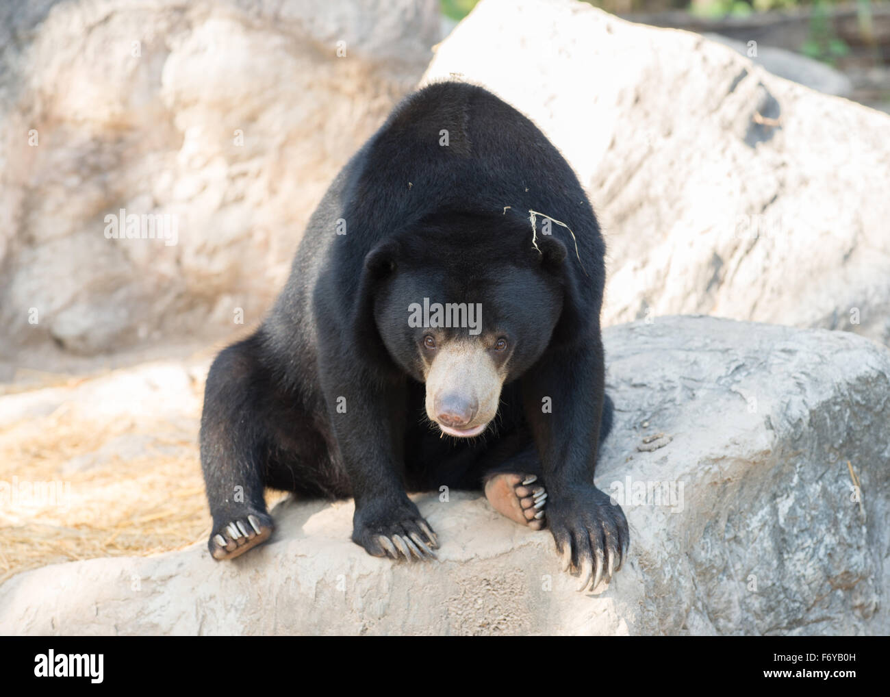 Sunbear: la malese o honey bear ( Helarctos malayanus ) Foto Stock