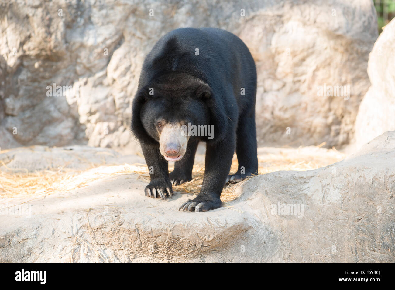 Sunbear: la malese o honey bear ( Helarctos malayanus ) Foto Stock
