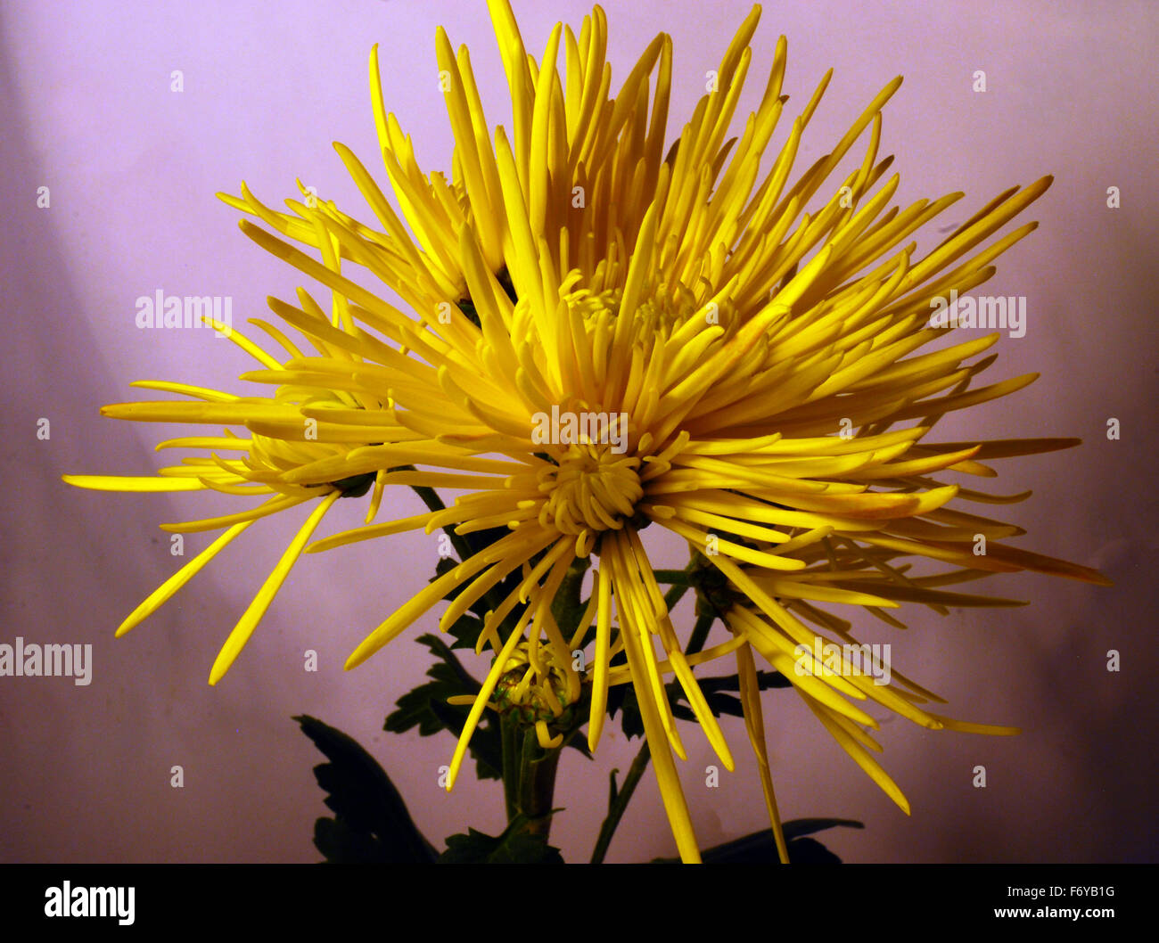 Fiori gialli, fiori,fiori isolati,pungenti,tre fiori, Foto Stock