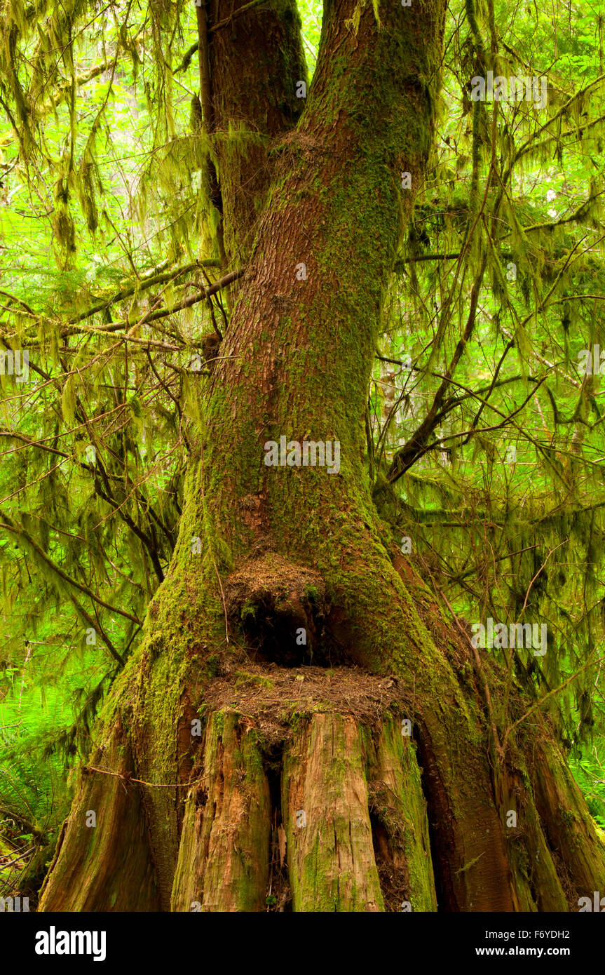 Western la cicuta (Picea sitchensis) sul moncone infermiere lungo Gnat Creek Trail, Stato di Clatsop foresta, Oregon Foto Stock