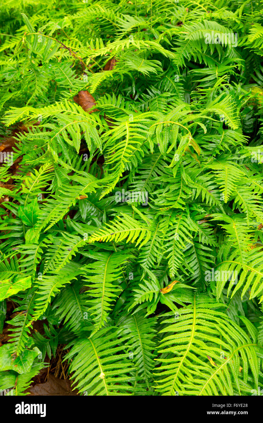 Felci di liquirizia (Glycyrrhiza Polypodium), Columbia Giardini Botanici, St Helens, Oregon Foto Stock