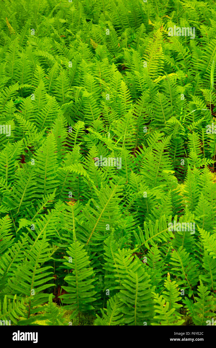 Felci di liquirizia (Glycyrrhiza Polypodium), Columbia Giardini Botanici, St Helens, Oregon Foto Stock