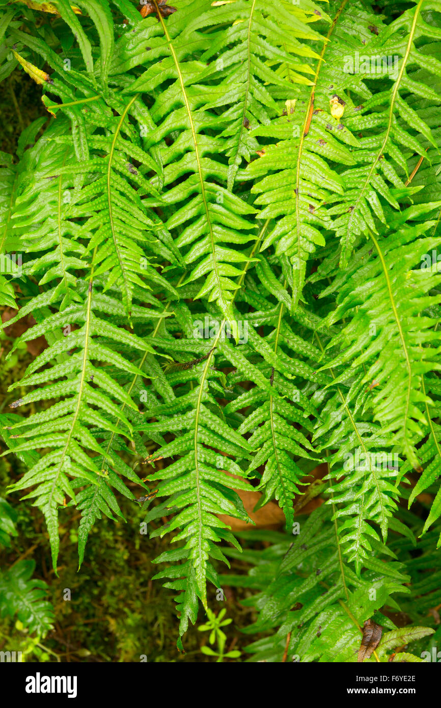 Felci di liquirizia (Glycyrrhiza Polypodium), Columbia Giardini Botanici, St Helens, Oregon Foto Stock