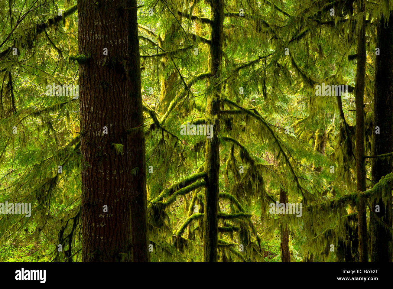 Foresta lungo Gnat Creek Trail, Stato di Clatsop foresta, Oregon Foto Stock