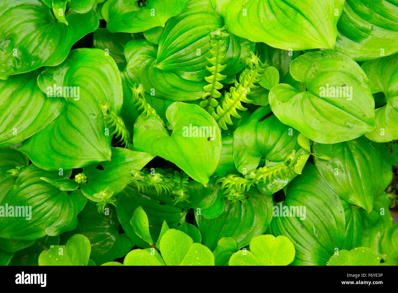 Wild il giglio della valle (Maianthemum canadensis) con i cervi fern lungo Gnat Creek Trail, Stato di Clatsop foresta, Oregon Foto Stock