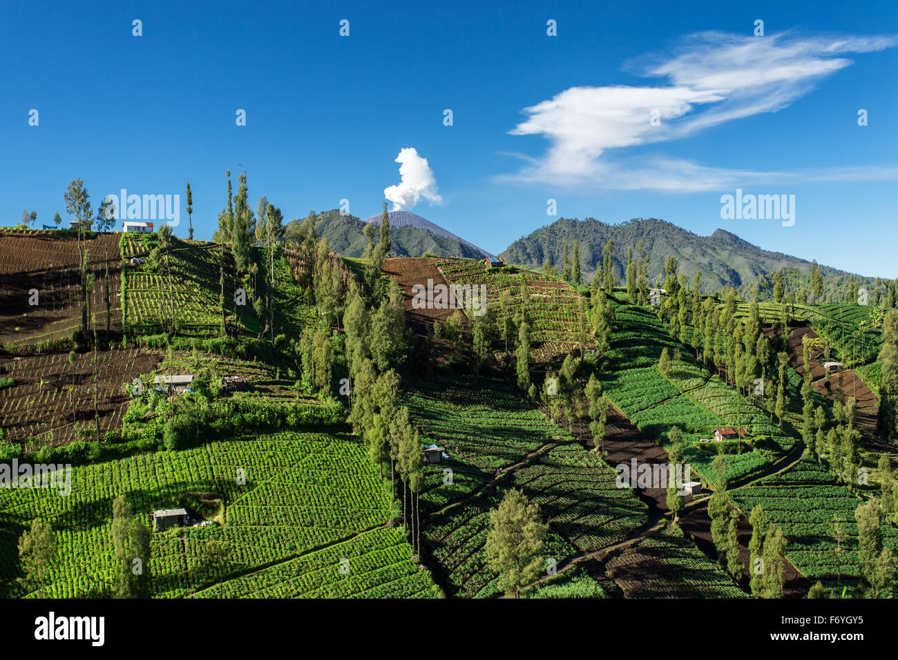 Colture orticole in campi collinosi con una eruzione del vulcano Semeru sullo sfondo. Java, Indonesia Foto Stock