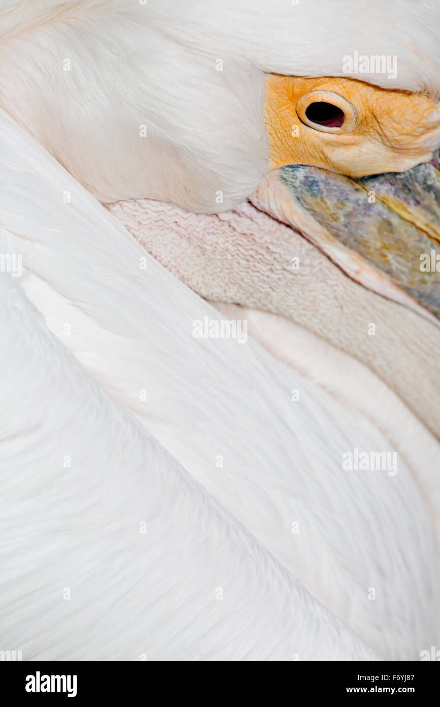 Pelican; Feather dettaglio; Regno Unito Foto Stock