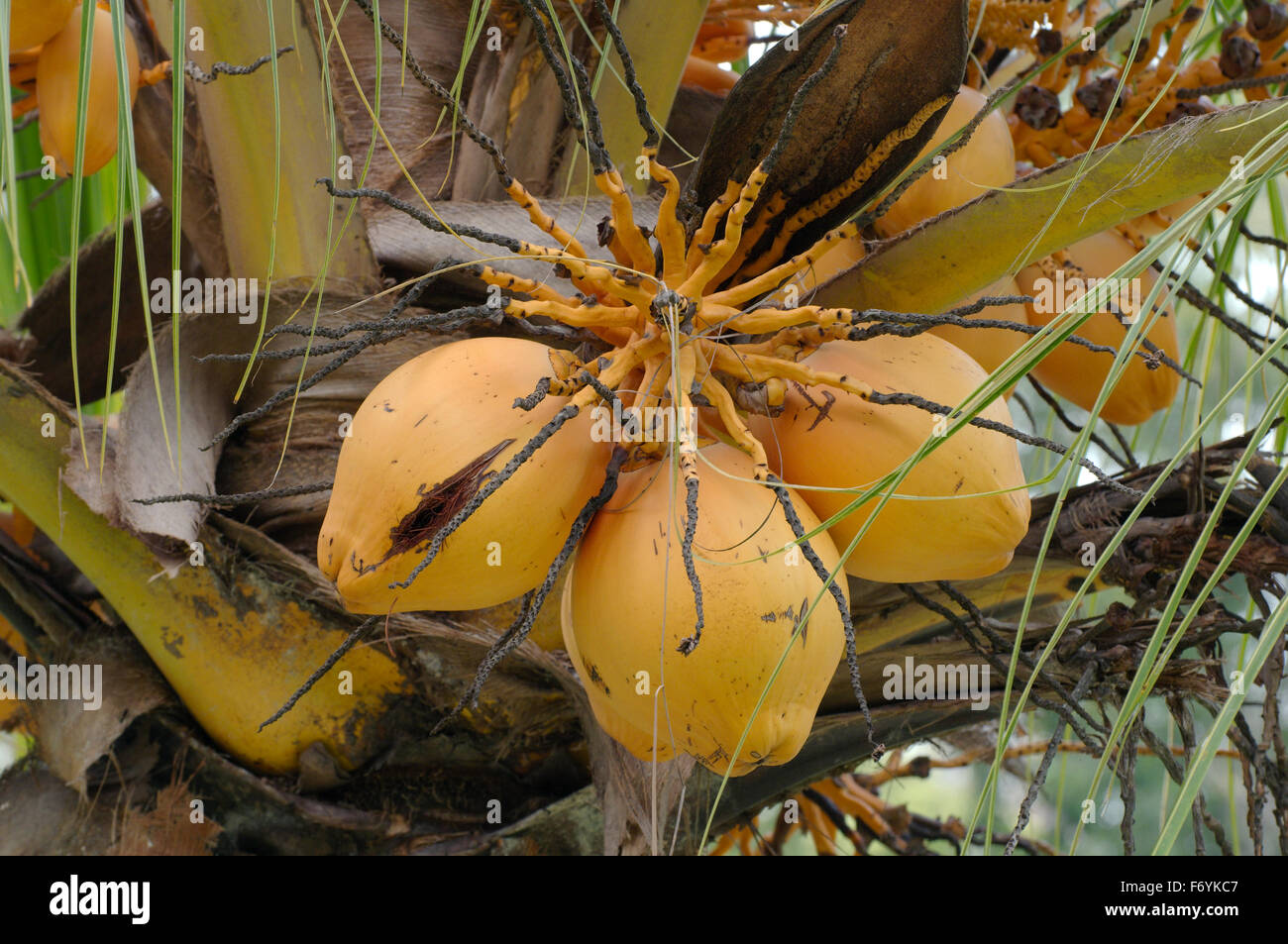 Noci di cocco su una palma da cocco (Cocos nucifera), Taman Negara National Park, Malaysia, sud-est asiatico Foto Stock