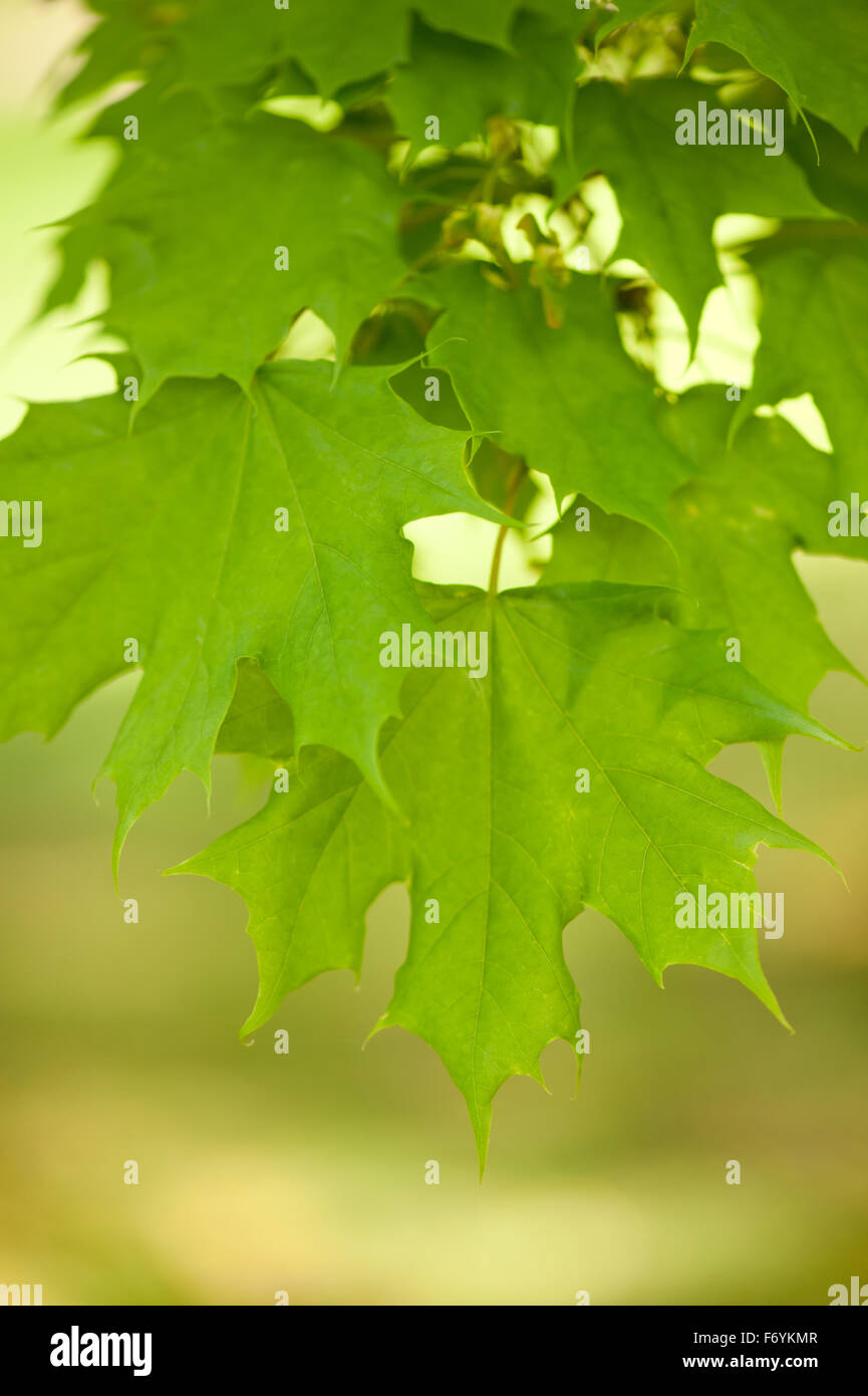 Fresche foglie di acero macro, pianta verde natura lascia dettaglio fresco verde tree closeup all inizio di stagione primavera in Polonia, verticale Foto Stock