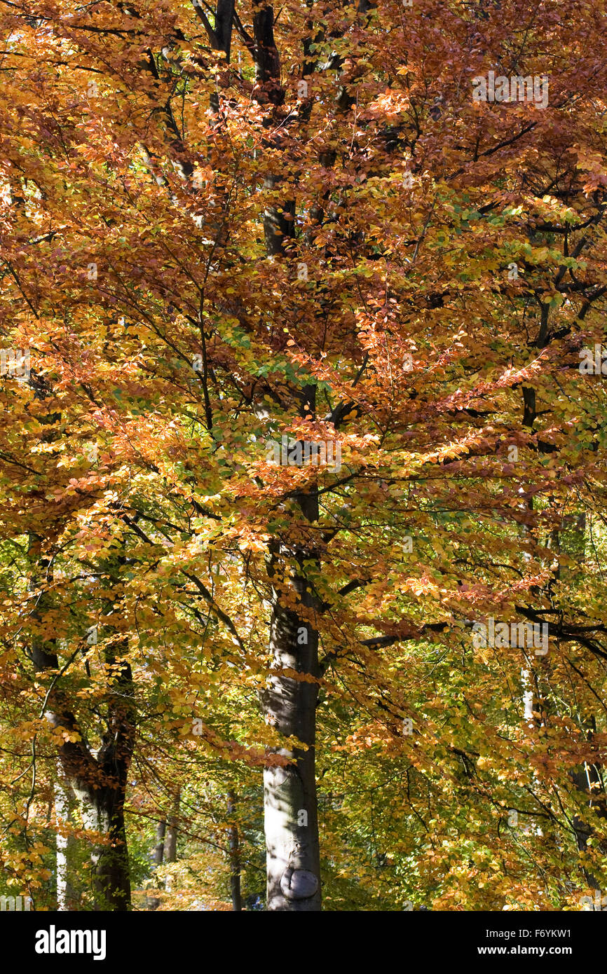 Fagus sylvatica in autunno. Comune di faggio foglie. Foto Stock