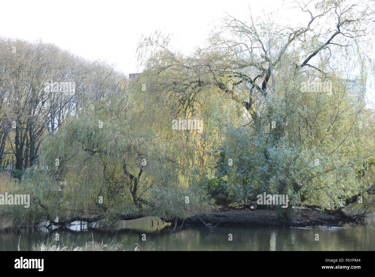 Gli alberi di salice nel mezzo del nostro parco Foto Stock