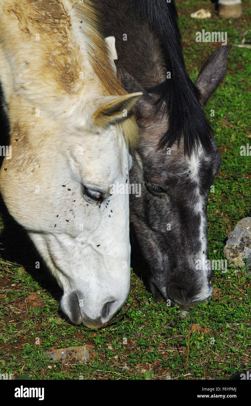 Primo piano sul cavallo i capi di pascolare su erba rare Foto Stock