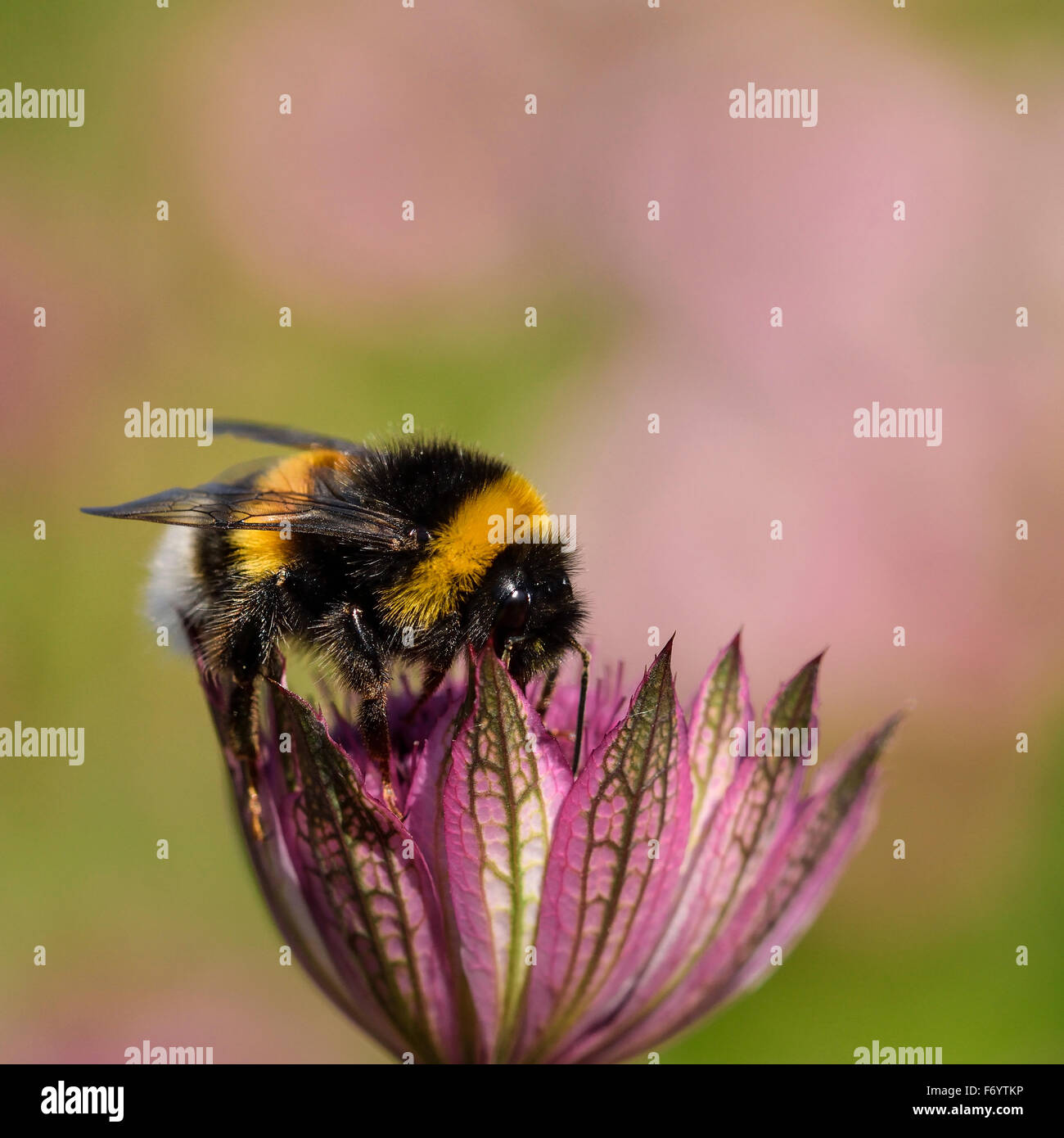 Bumblebee la raccolta di nettare da Astrantia Major Foto Stock