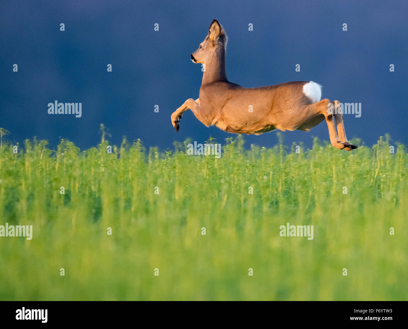 Lietzen, Germania. Xxi Nov, 2015. Un cervo passa attraverso un campo vicino Lietzen, Germania, 21 novembre 2015. © dpa picture alliance/Alamy Live News Foto Stock