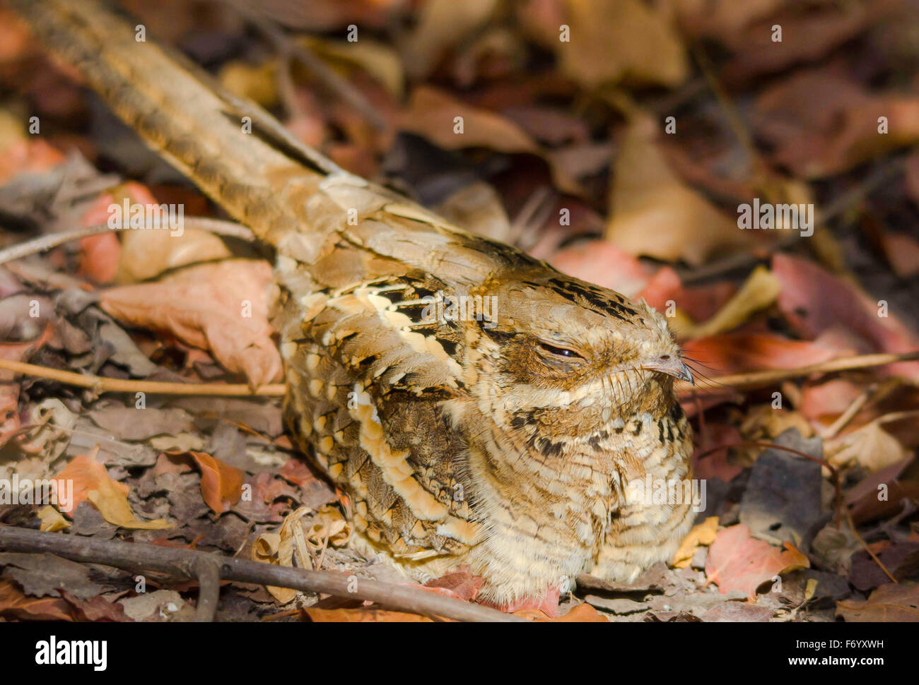 Nightjar Long-Tailed (Caprimulgus climacurus) Sotokoi boschi Gambia Foto Stock