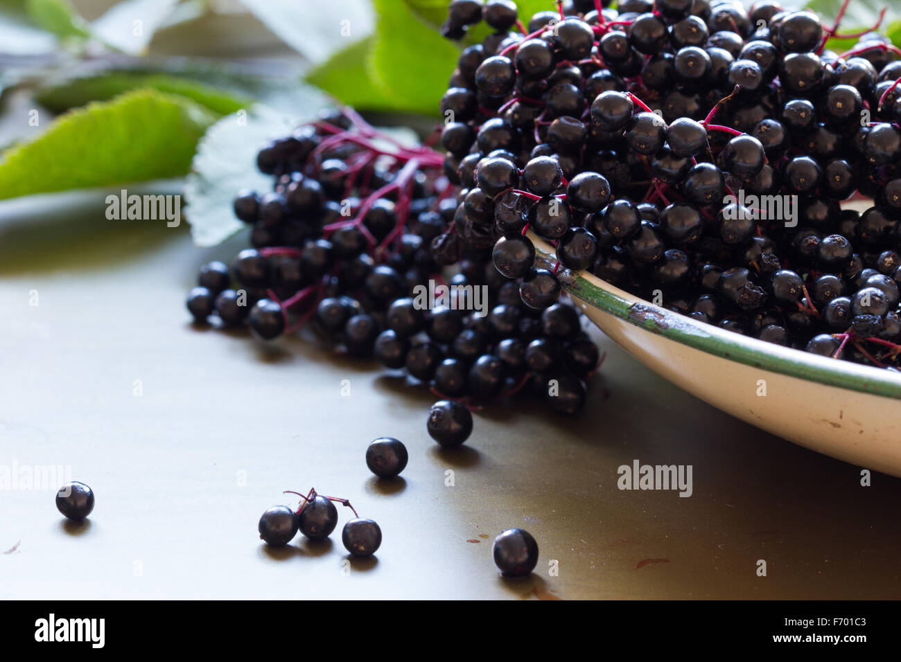 Bacche di sambuco immagini e fotografie stock ad alta risoluzione - Alamy