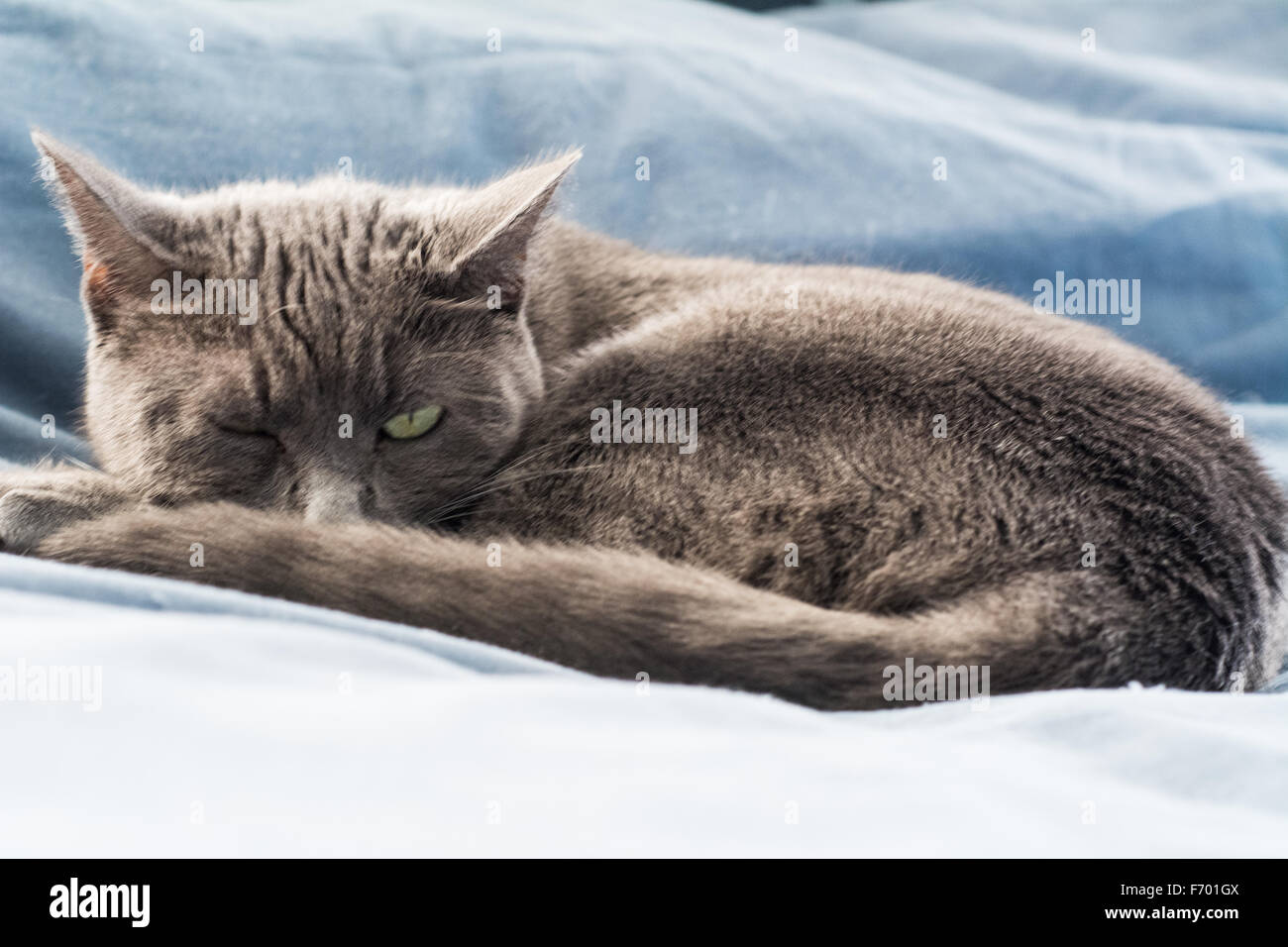 Un gatto grigio fuori di peering di un occhio mentre napping Foto Stock